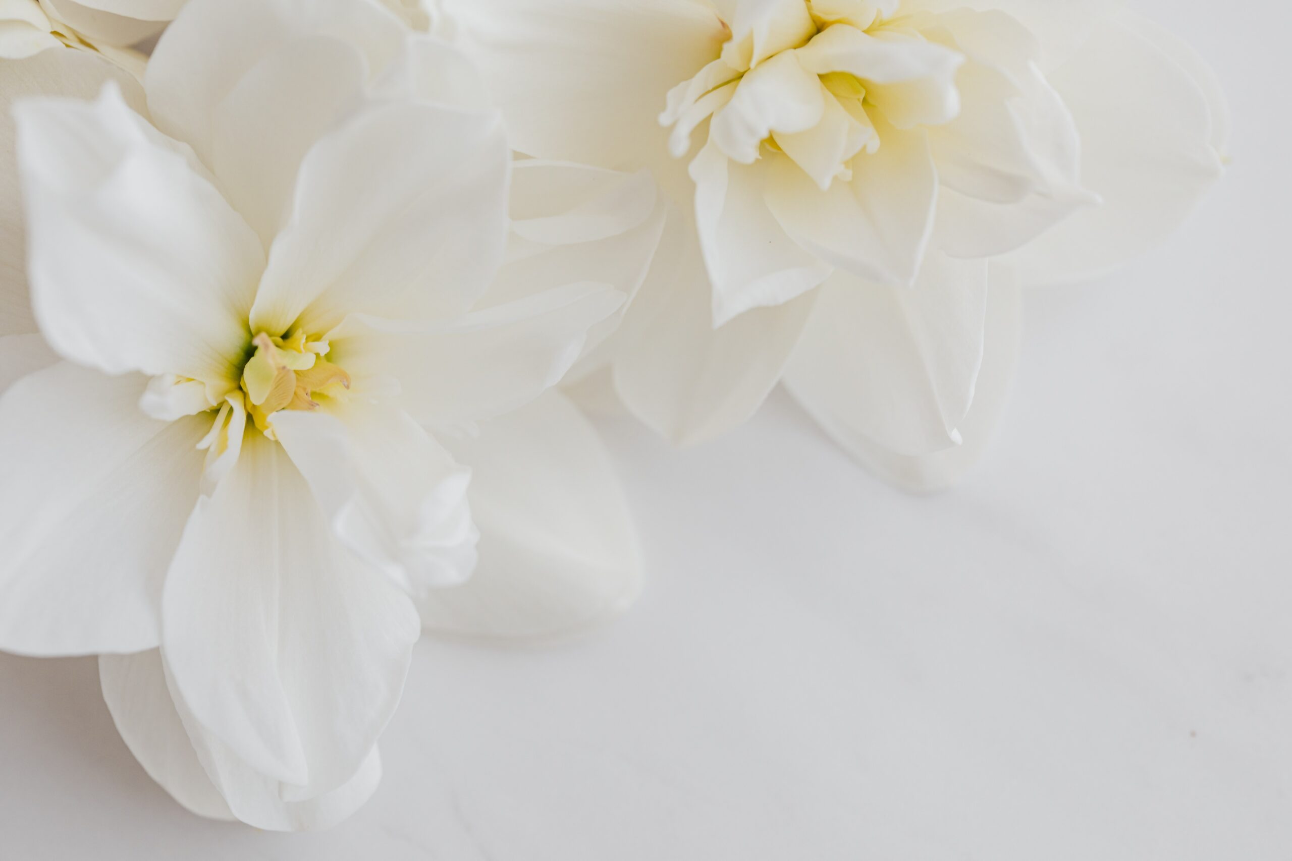 white flowers